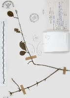 對面花藏品圖，第1張