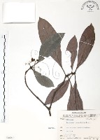 九節木、牛屎烏、青龍吐霧藏品圖，第1張