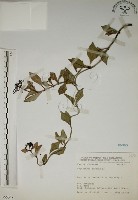 拎壁龍藏品圖，第1張