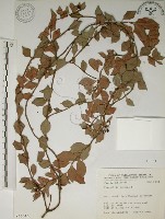 拎壁龍藏品圖，第1張