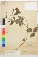 水辣菜、禺毛茛藏品圖，第1張