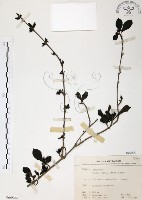 對面花藏品圖，第1張