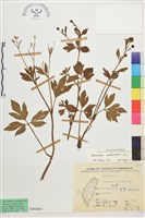 水辣菜、禺毛茛藏品圖，第1張