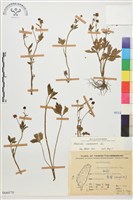 水辣菜、禺毛茛藏品圖，第1張