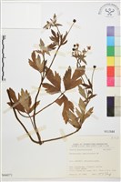 水辣菜、禺毛茛藏品圖，第1張