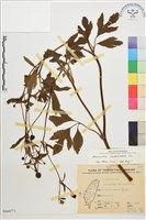 水辣菜、禺毛茛藏品圖，第1張