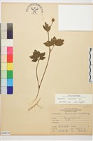 水辣菜、禺毛茛藏品圖，第1張