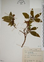 基尖葉野牡丹、蘭嶼野牡丹藏品圖，第1張