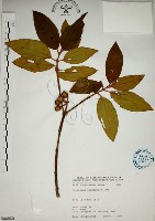 野牡丹藏品圖，第1張