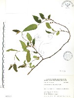 小構樹藏品圖，第1張