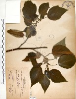 構樹藏品圖，第1張