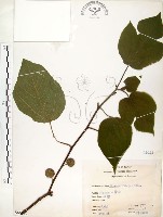 構樹藏品圖，第1張