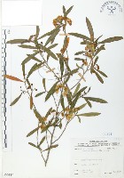 車桑子藏品圖，第1張