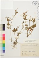 水辣菜、禺毛茛藏品圖，第1張