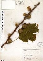 構樹藏品圖，第1張