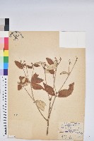 裡白巴豆藏品圖，第1張