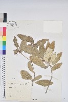 裡白巴豆藏品圖，第1張