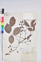 茄苳、重陽木藏品圖，第1張