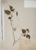 小桑樹藏品圖，第1張