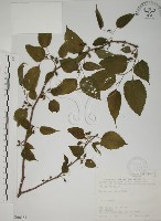 小桑樹藏品圖，第1張