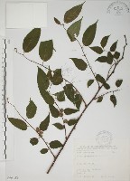 小桑樹藏品圖，第1張