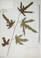 小桑樹藏品圖，第1張