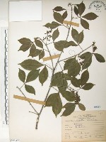 飛龍掌血藏品圖，第1張