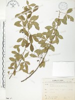 飛龍掌血藏品圖，第1張