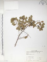 飛龍掌血藏品圖，第1張