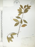 飛龍掌血藏品圖，第1張