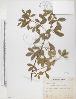 飛龍掌血藏品圖，第1張