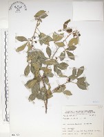 飛龍掌血藏品圖，第1張