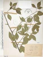 飛龍掌血藏品圖，第1張