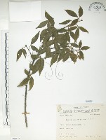 飛龍掌血藏品圖，第1張