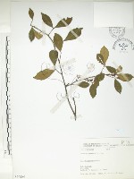 飛龍掌血藏品圖，第1張