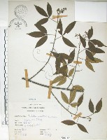 飛龍掌血藏品圖，第1張