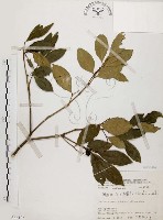 石苓舅藏品圖，第1張