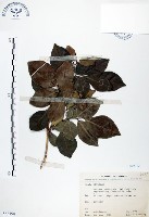 長果月橘藏品圖，第1張