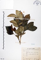 長果月橘藏品圖，第1張