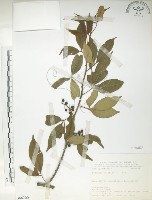 飛龍掌血藏品圖，第1張