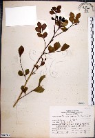 月橘藏品圖，第1張