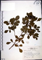 月橘藏品圖，第1張