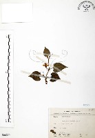 臭腥草、蕺菜藏品圖，第1張