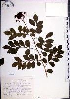 月橘藏品圖，第1張