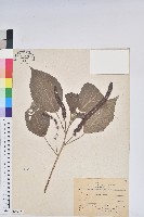 紅花鐵莧、長穗鐵莧藏品圖，第1張