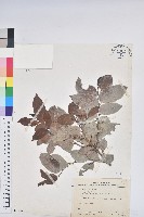 細葉饅頭果藏品圖，第1張