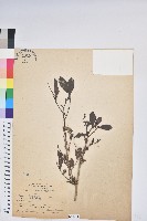 細葉饅頭果藏品圖，第1張