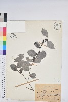 細葉饅頭果藏品圖，第1張