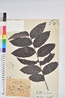 菲律賓饅頭果藏品圖，第1張