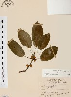 雀榕藏品圖，第1張